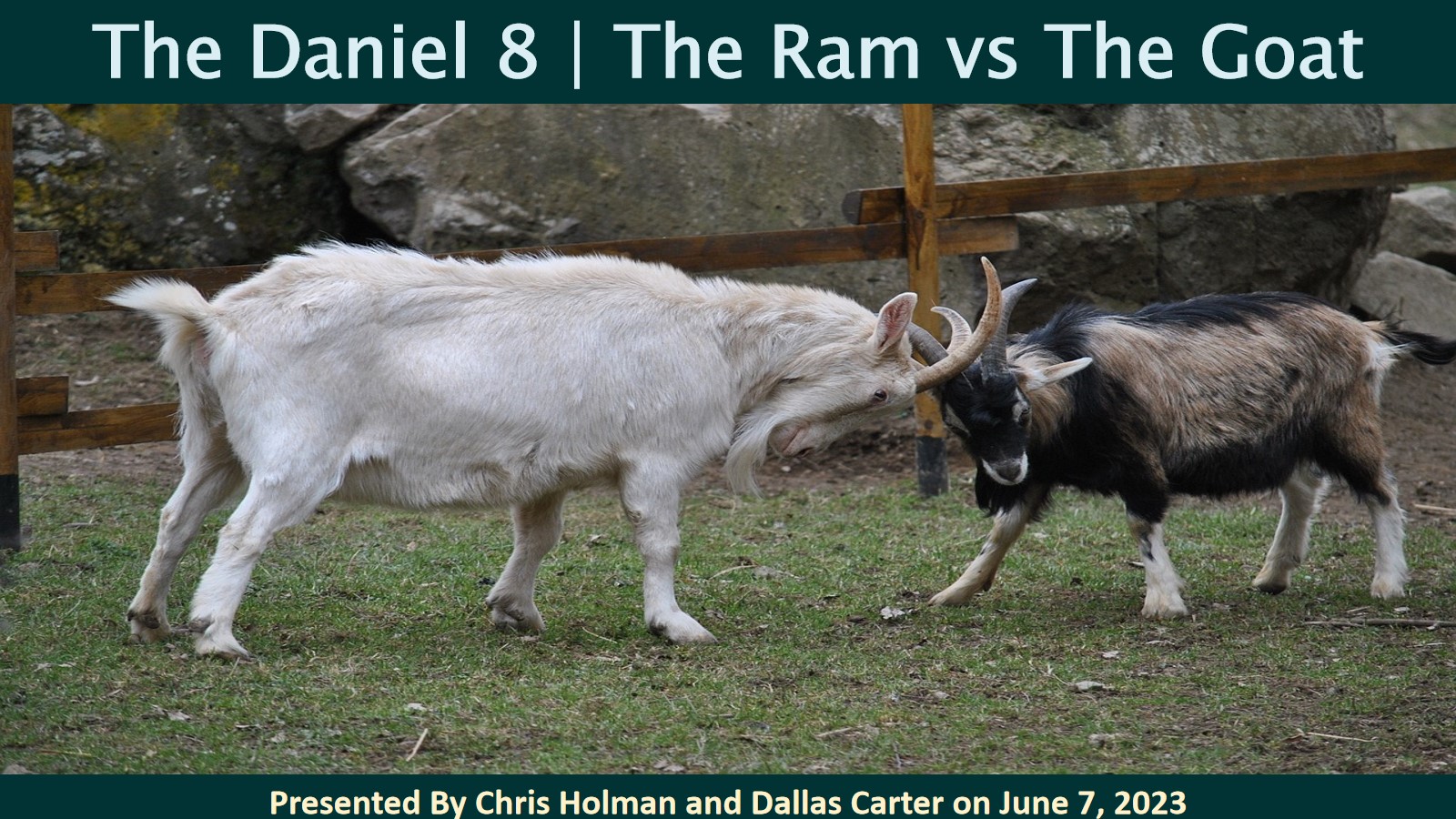 The RAM VS The Goat