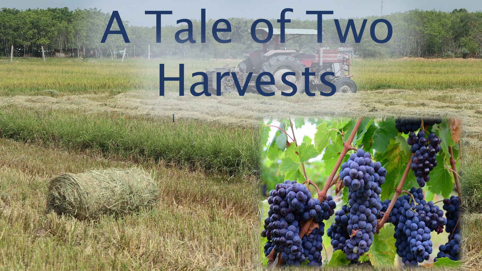 A Tale of Two Harvests